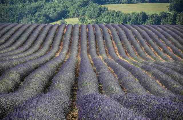 Quelle est la première foire agricole de France ?