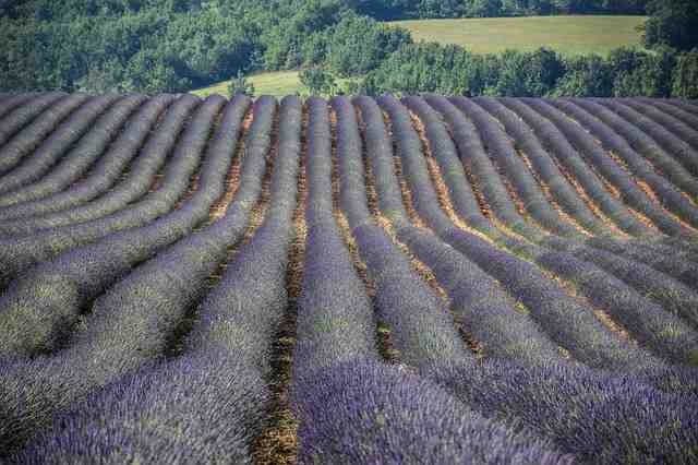 Quelle est la première foire agricole de France ?